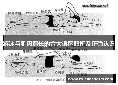 游泳与肌肉增长的六大误区解析及正确认识